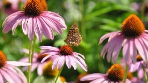 coneflower1024x576 | Massachusetts Association of Buyer Agents | homebuyer real estate buyers broker