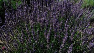 lavendergardenbloom1024x576 | Massachusetts Association of Buyer Agents | homebuyer real estate buyers broker