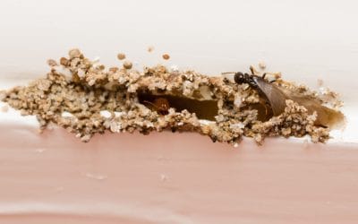 How to Get Rid of Termites #MABA #MassachusettsRealEstate #FirstTimeHomeBuyers #MaBuyerAgent