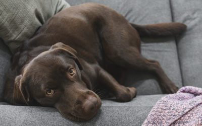 Do Pets Matter When Buying a Home? #homebuyer #buyeragent #petfriendly