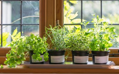 All-American Selections’ Best Plants for 2025 #MABA #MassachusettsRealEstate #FirstTimeHomeBuyers #MaBuyerAgent