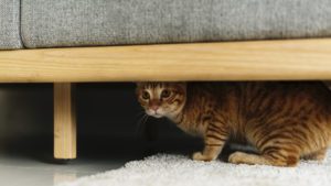 A cat hiding under a couch | Massachusetts Association of Buyer Agents  | homebuyer real estate buyers broker