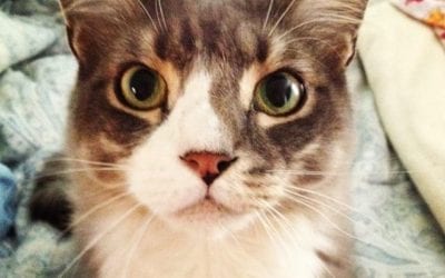 Lost cat in #newtonma via Newton Police Facebook call Animal Control. Life in #chestnuthillma #buyersagent #realestate #realestateagent