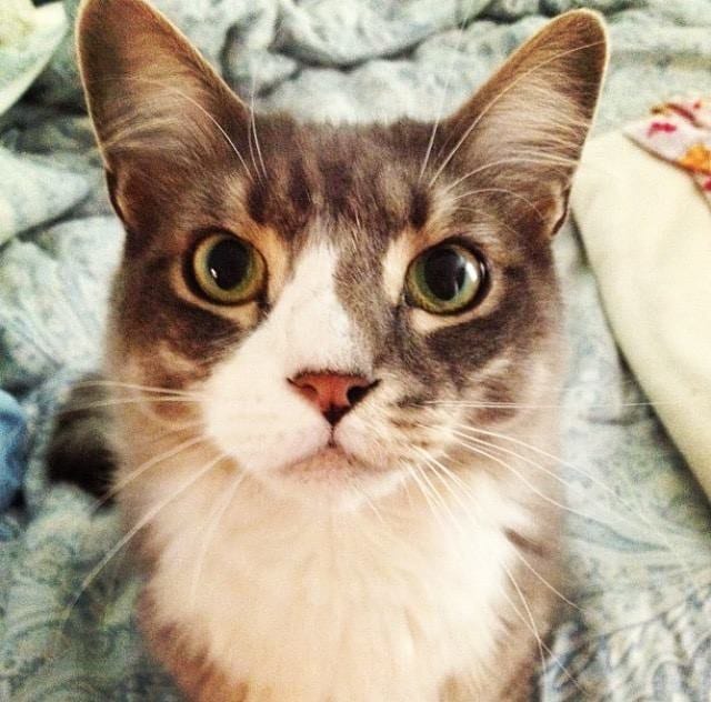 Lost cat in #newtonma via Newton Police Facebook call Animal Control. Life in #chestnuthillma #buyersagent #realestate #realestateagent