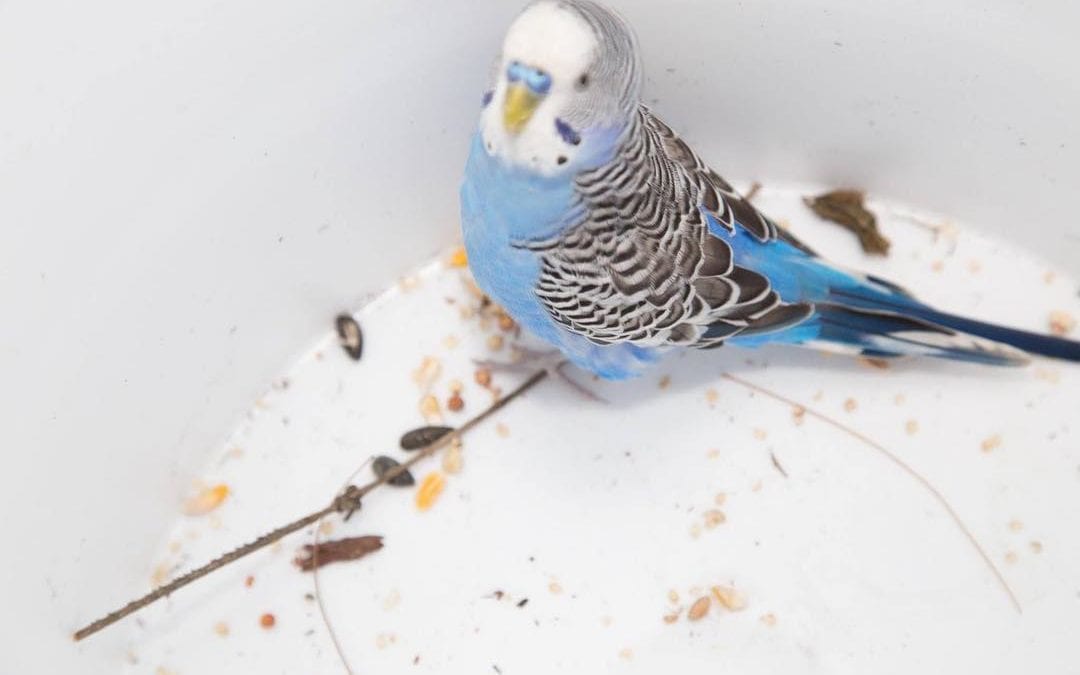 Parakeet found in #newtonma near #brookline town line. Contact Newton Animal Control #chestnuthill #chestnuthillma #realestate