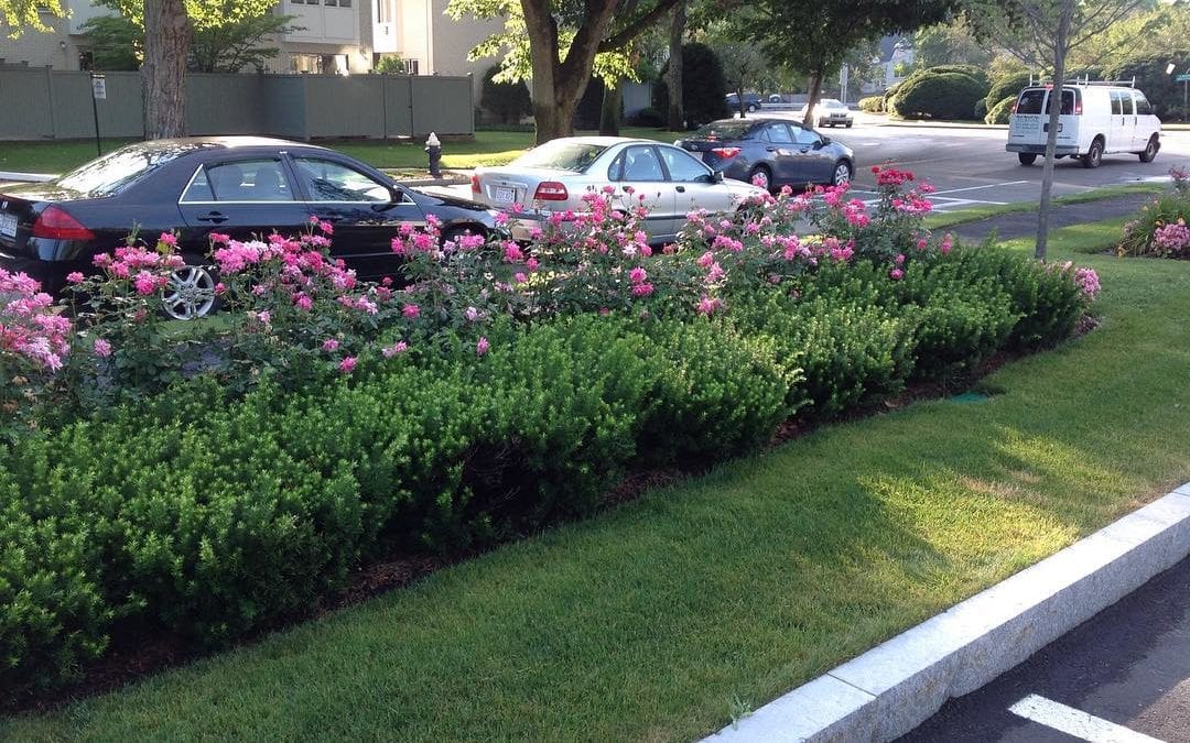 Nice #flowers on West Roxbury Parkway in #chestnuthillma Can we help you find a #home nearby? #realestateagent #buyersagent