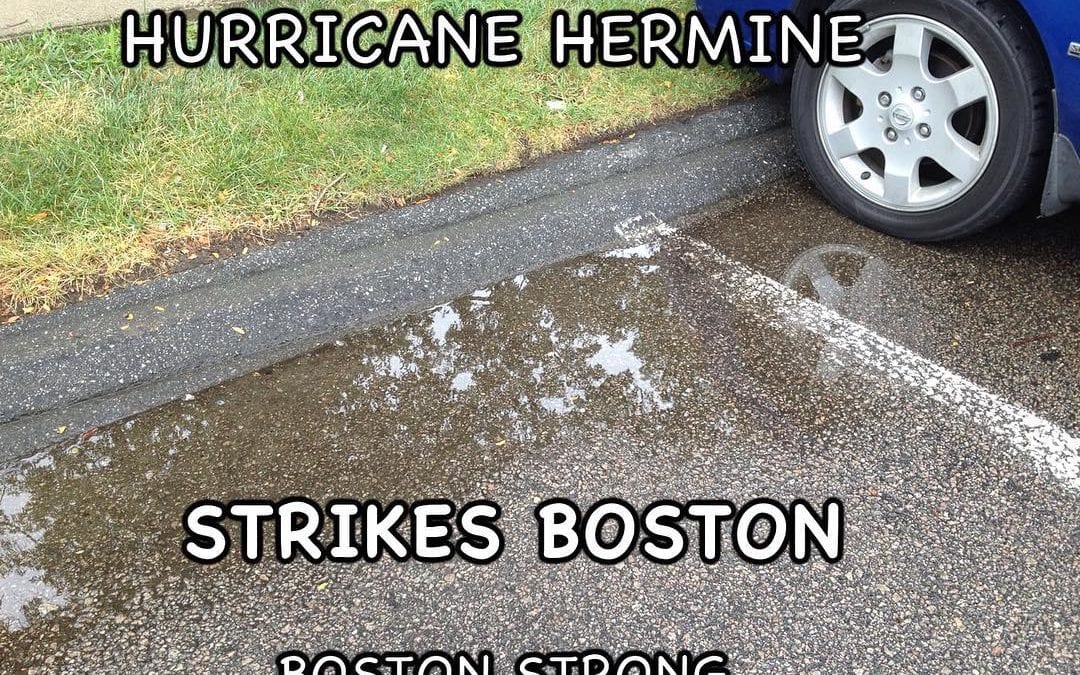 Hermine is a Her-mini. #mediahype Damp only in #chestnuthillma #buyersagent #ma #hermine