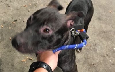 Found dog in #auburndale call #mspcaboston #newtonpolice #chestnuthillma #buyersagent #realestateagent #newtonma