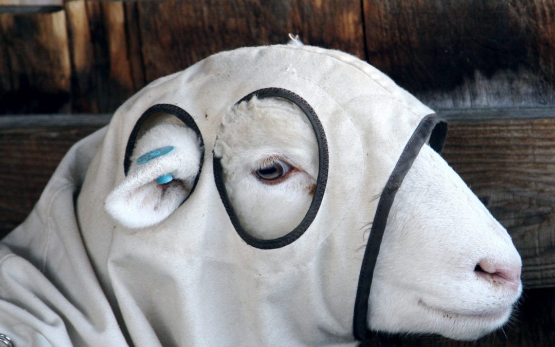 Sheepish about #HomeBuying in #Massachusetts ? Afraid you may get clipped? Get a #BuyersAgent from #MABA that will look out for you and only you. #RealEstateBroker #BuyersBroker #HouseHunting