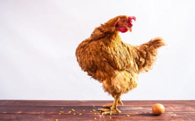 What comes first finding a house or a broker you can trust? Finding and using an experienced Home Buyer’s Broker BEFORE you begin your homebuying quest may help you avoid costly mistakes. Don’t be chicken, use a MABA Buy