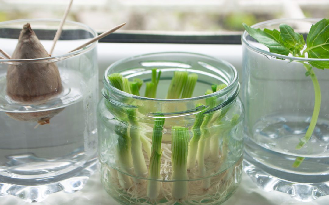 The Best Veggies and Herbs to Grow Indoors: A Fresh Garden All Year Round. #MABA #MassachusettsRealEstate #FirstTimeHomeBuyers #MaBuyerAgent