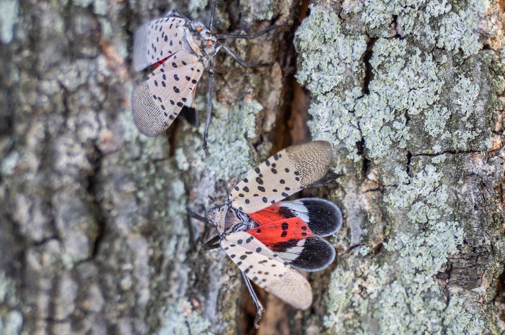 | massachusetts association of buyer agents spotted lanternfly