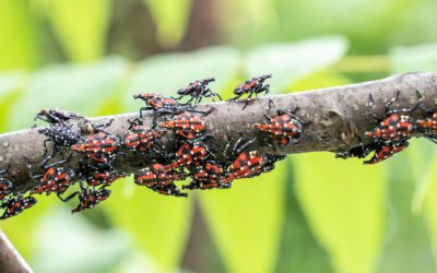 Beware the Spotted Lanternfly Could Spell Bad News for #Homeowners #HomeBuyers #RealEstate
