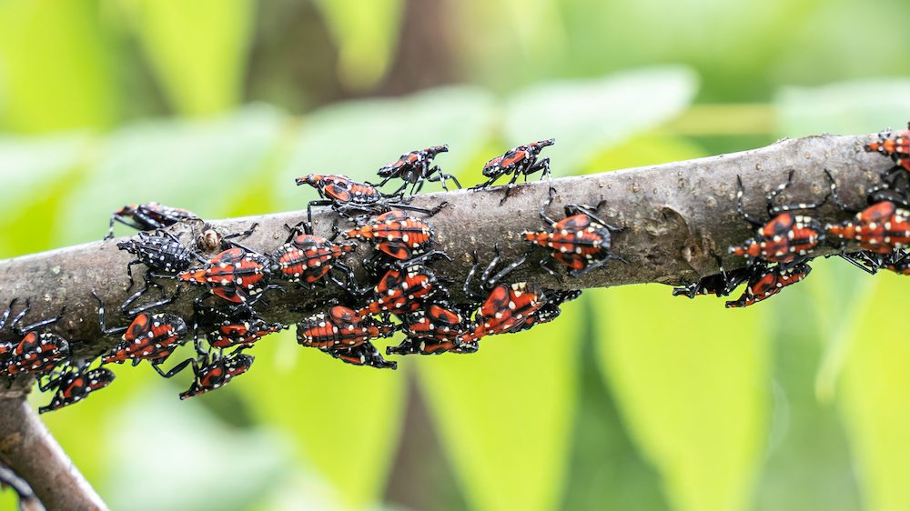Beware the Spotted Lanternfly Could Spell Bad News for #Homeowners #HomeBuyers #RealEstate