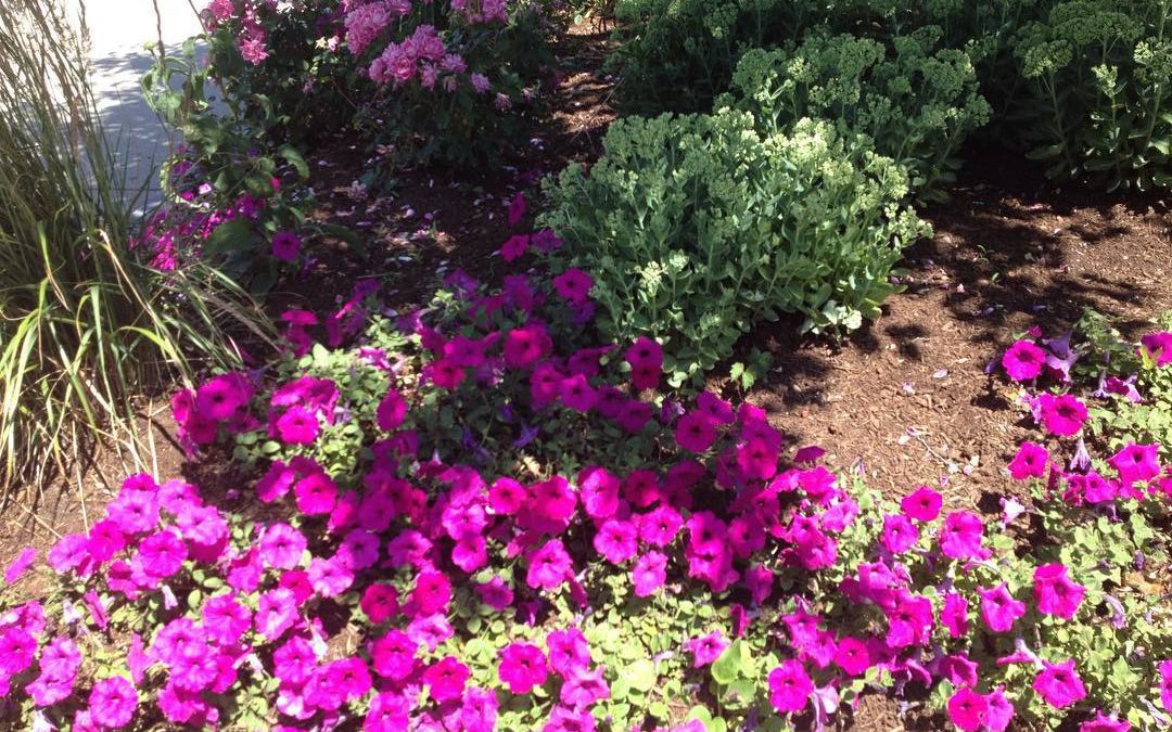 Chestnut Hill flowers how nice. #chestnuthillma #realestateagent #realestate #buyersagent #brookline