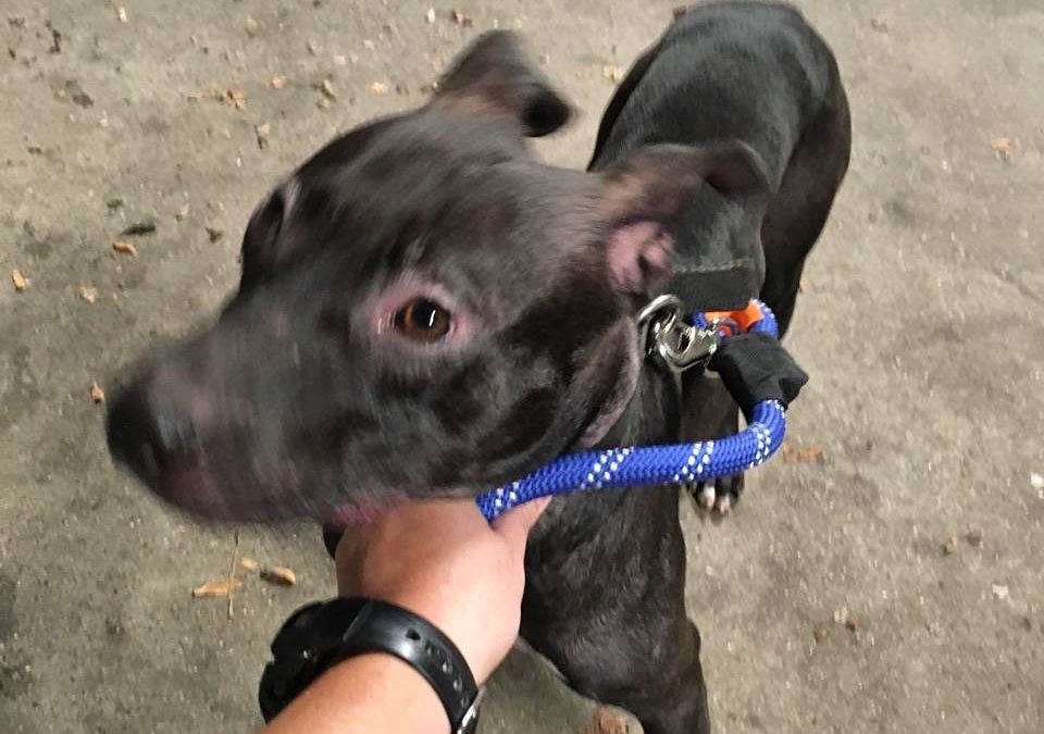 Found dog in #auburndale call #mspcaboston #newtonpolice #chestnuthillma #buyersagent #realestateagent #newtonma