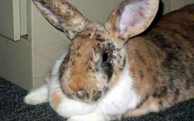 Looking for a #RealEstateAgent who listenst to your needs? At #MABA our #BuyerAgents are all ears! #massachusetts #buyersbrokers