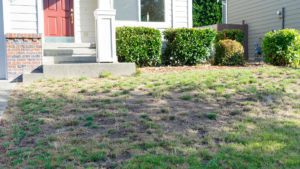 Dead Grass in Front Yard of Suburban House | Massachusetts Association of Buyer Agents  | homebuyer real estate buyers broker