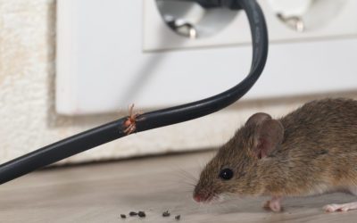 Prevent pest this winter with these steps. #MABA #MassachusettsRealEstate #FirstTimeHomeBuyers #MassBuyerAgents