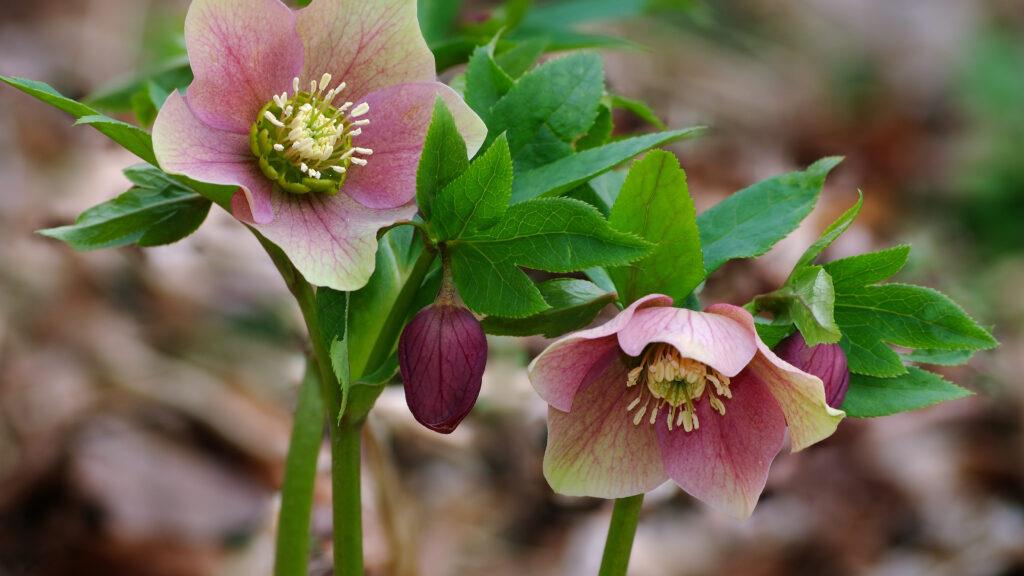 Ask the Gardener: Why you should #clean up less and later