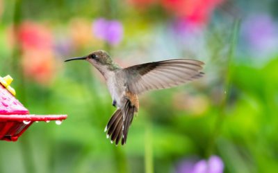 Create a Hummingbird Hangout in Your Garden: #Massachusetts #Homebuyers #Homeownership