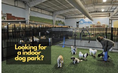 Moving with your furry friend? #MABA #Homebuyers #Massachusetts