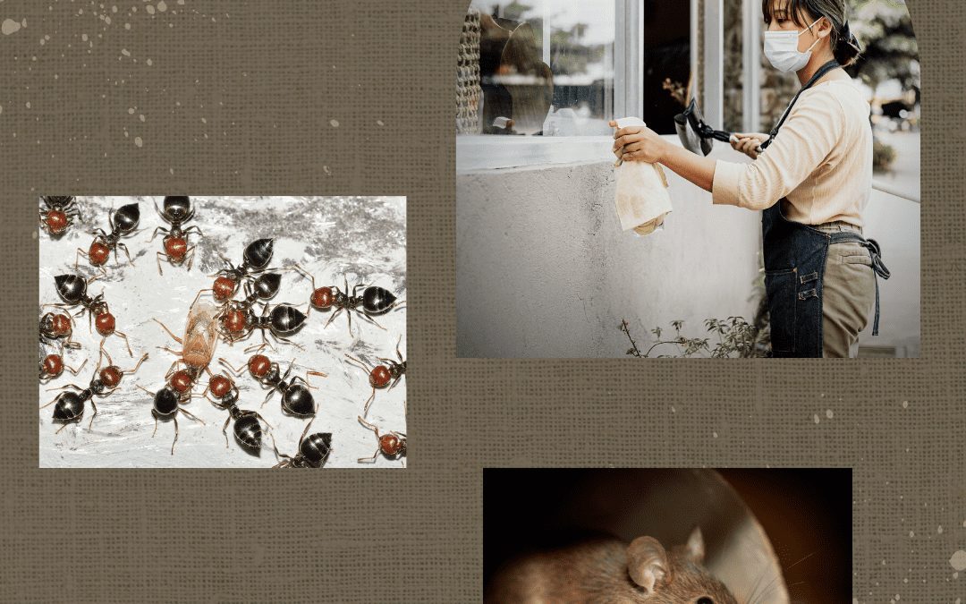 Should You Get a Pest Inspection Before Buying a House? #MABA #Massachusetts #RealEstate #FirstTimeHomeBuyers