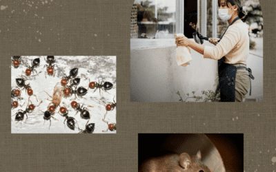 Should You Get a Pest Inspection Before Buying a House? #MABA #Massachusetts #RealEstate #FirstTimeHomeBuyers