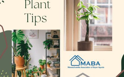 Household Plants That Need A Little Extra Care #MABA #Massachusetts #HomeBuyers #InDoorPlants