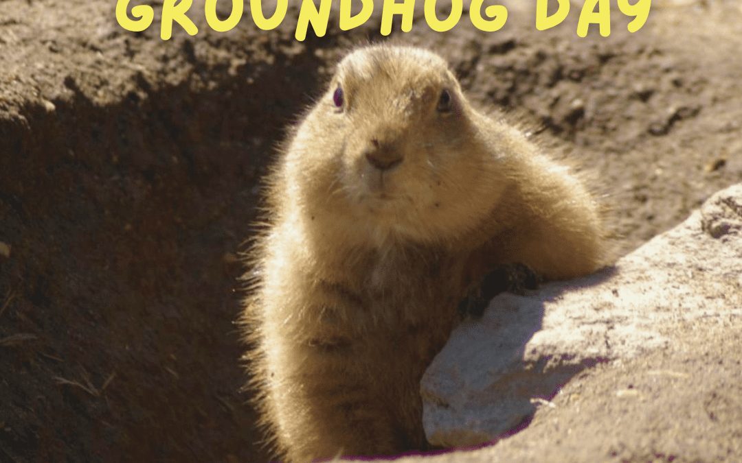 Happy Groundhog Day!