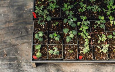The Best Vegetables for Your Garden: A Guide to Growing Fresh and Flavorful Produce #MABA #MassachusettsRealEstate #FirstTimeHomeBuyers #MaBuyerAgent