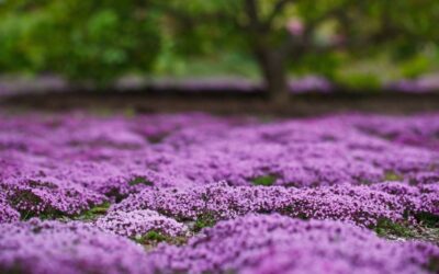 How to Plant and Grow Creeping Thyme #MABA #MassachusettsRealEstate #FirstTimeHomeBuyers #MaBuyerAgent